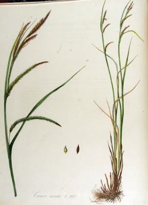 Carex acuta L.