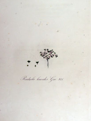 Radiola linoides,
allseed,
Falso-Lino