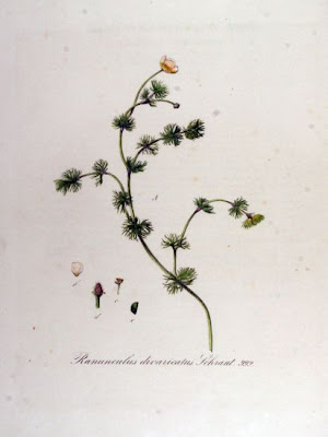 Ranunculus divaricatus
