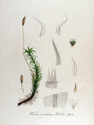 Weisia cirrhata
