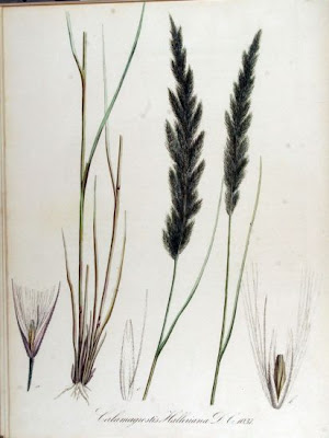 Calamagrostis halleriana