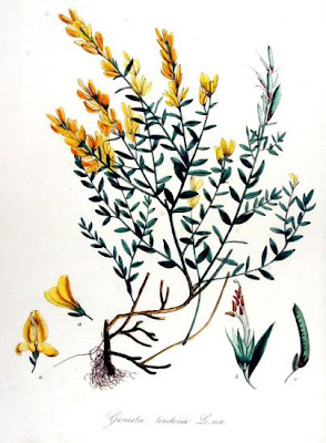 Dyer's broom Dyer's broom