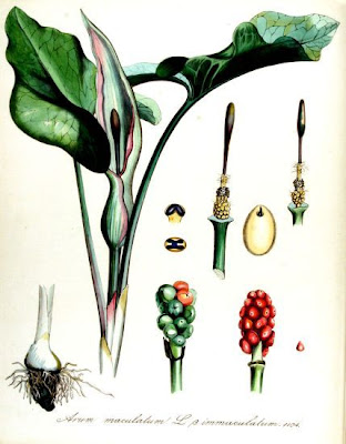 Arum maculatum L.