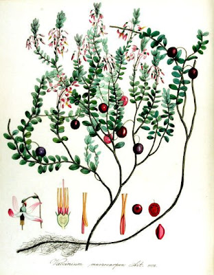 Vaccinium macrocarpum