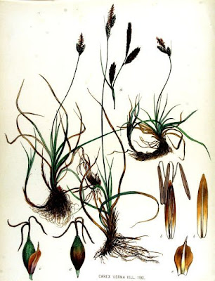 Carex verna,
iron-grass,
spring sedge,
vernal sedge