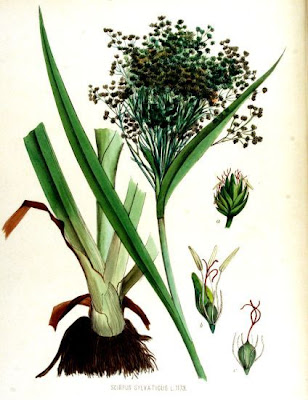 Scirpus sylvaticus L.