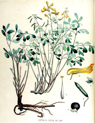 Colombina gialla Colombina gialla