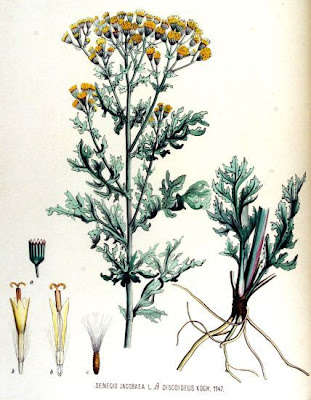 Jacobaea vulgaris,
erva-lanceta-do-Canad&aacute;,
Senecione di S. Giacomo,
St. James'-wort,
stinking Willie,
tansy ragwort
