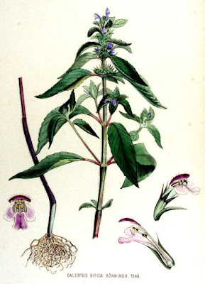 Galeopsis bifida Boenn.