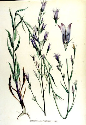 Campanula rapunculus L.