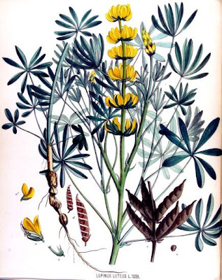 European yellow lupine