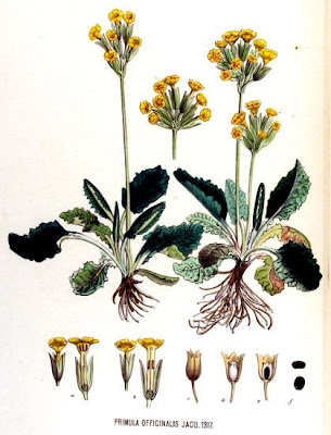Cowslip Cowslip