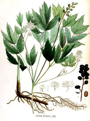 Actaea spicata L.