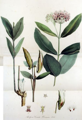 Common milkweed