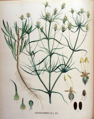French psyllium