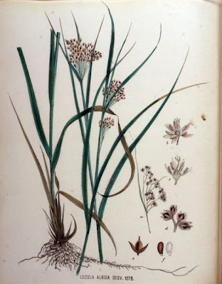 Forest wood-rush
