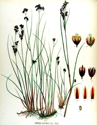 Juncus alpinus,
,
alpine rush
