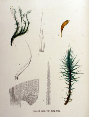 Undulate dicranum moss Undulate dicranum moss