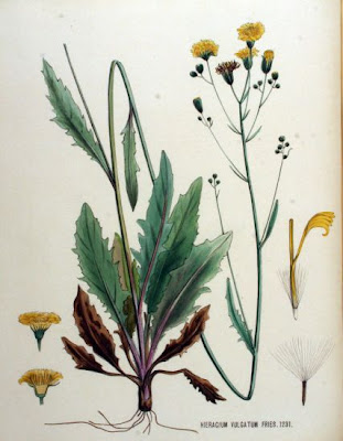 Common hawkweed Common hawkweed