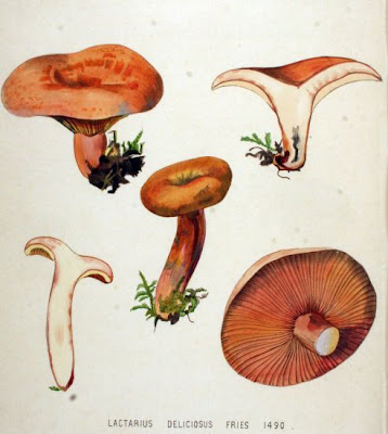 Lactarius deliciosus