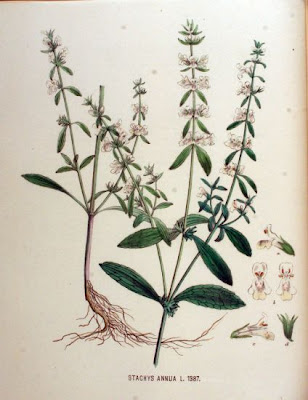 Stachys annua (L.) L.