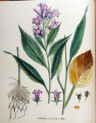 Campanula maggiore Campanula maggiore