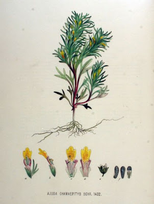 Ajuga chamaepitys (L.) Schreber
