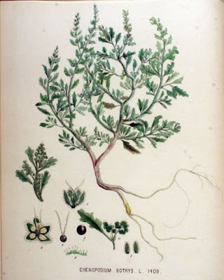 Herbe � printemps