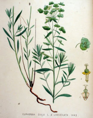 Leafy spurge Leafy spurge