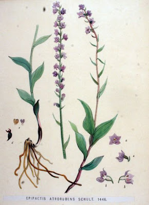 Dark Red Helleborine Dark Red Helleborine