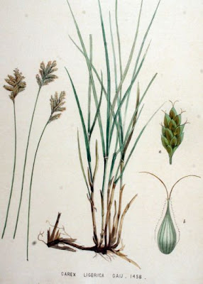 French Sedge French Sedge