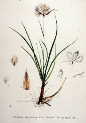 Eriophorum angustifolium Honckeny
