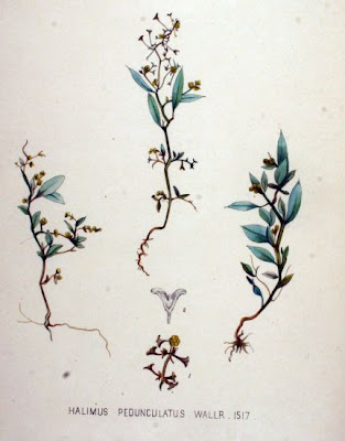 Halimus pedunculatus