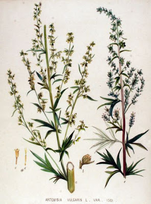 Wormwood