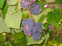 IMG_3040.JPG