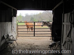 horses looking through gate into barn