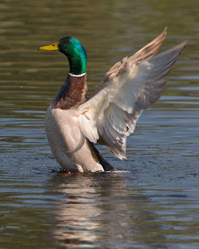 Mallard - Sue Cook