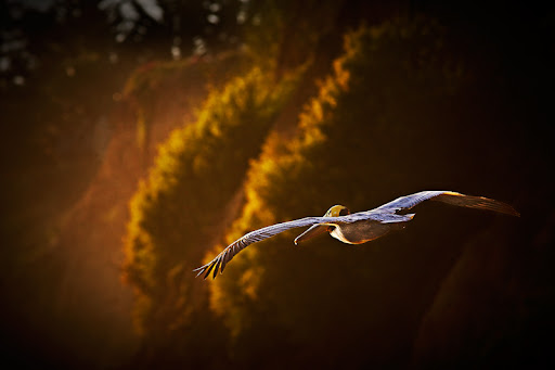 "Cruising the Bluffs" - Robert Rottenberg