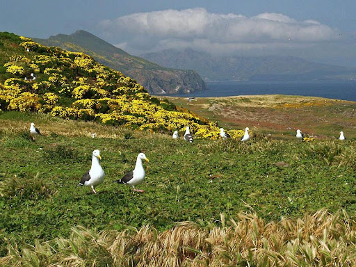 "Gulls" by George Welik