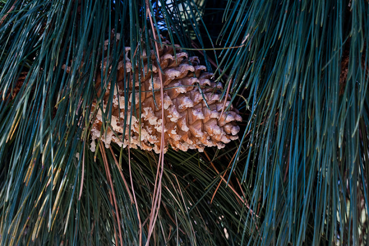 "Huge Pine Cone"