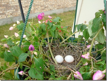 Spring 059