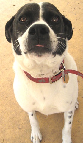 [Rocco.[11].jpg]