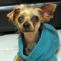 [rat dog.jpg]