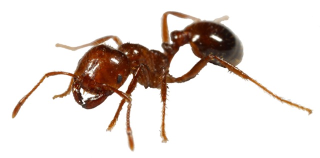 [fireant4.jpg]
