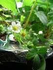May04_AG6_Eversweet_01