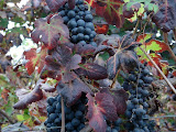 DSC05079.JPG