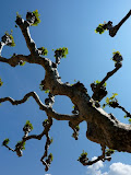 P1000753.JPG
