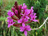 sn_14_kt (28).JPG