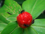 sn_18_kt (24).JPG