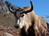nepal_2 (748).JPG